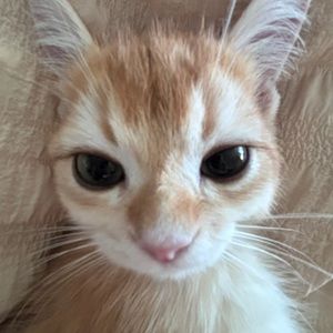 Meet your Posher, Madii